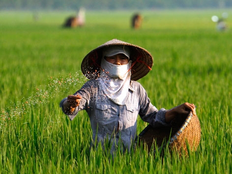 NHỮNG HIỂU BIẾT CƠ BẢN VỀ PHÂN BÓN