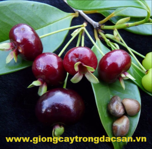 Cây Cherry Brazil Công ty Cổ