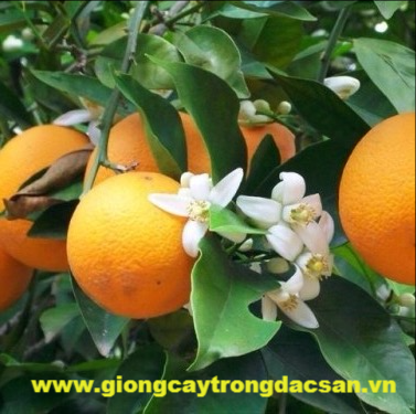 Cây cam vinh giống - Công ty Cổ phần giống cây trồng Đ.H Nông Nghiệp 1