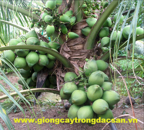 Cây Dừa Xiêm Lùn - Công Ty Cổ Phần Giống Cây Trồng Đ.H Nông Nghiệp 1