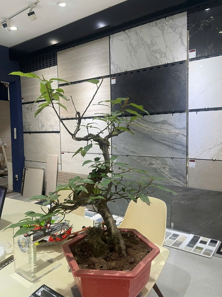 VÌ SAO NHÀ ĐẸP THƯỜNG DÙNG VẬT LIỆU KHÔNG ĐẠI TRÀ?
