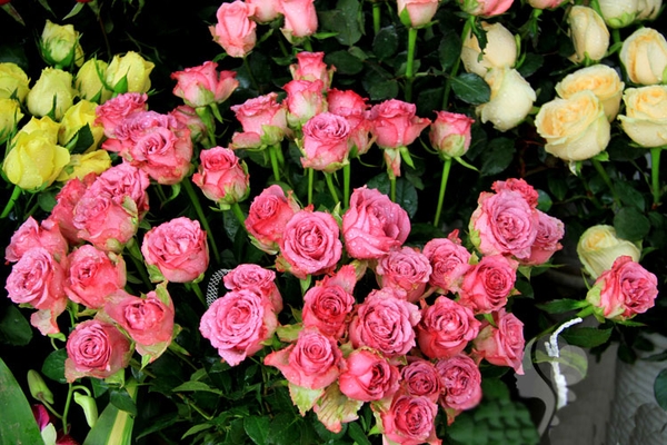 Hoa chúc mừng, hoa khai trương - Ý nghĩa màu sắc và cách lựa chọn