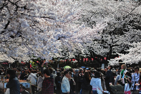 TOKYO - NÚI PHÚ SĨ - KYOTO - OSAKA - KOBE (6N5Đ)