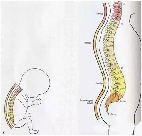 Sai lầm kinh điển khiến trẻ dễ gù lưng ngay từ khi sơ sinh