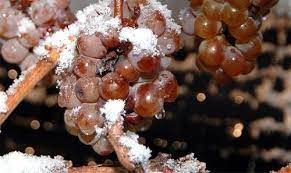 Thông tin cực thú vị về Ice wine - Rượu vang tuyết