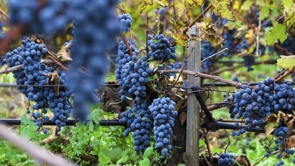 3 giống nho thượng hạng được sử dụng để sản xuất rượu vang tại Pháp