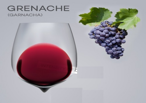 Nho Grenache có những đặc điểm gì, trồng nhiều ở đâu?