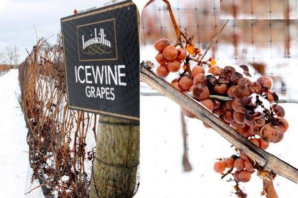 Những yếu tố cần xem xét khi mua rượu vang đá