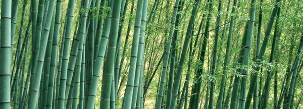 VẢI THUN LÀM TỪ SỢI TRE