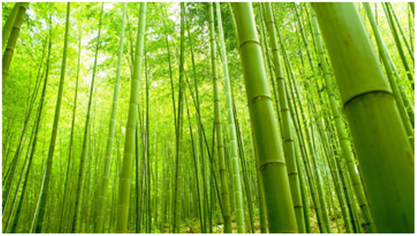 7 Lợi ích bất ngờ của Vải Sợi Tre Bamboo