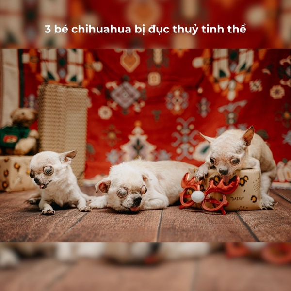 Vở kẻ ngang 120 trang Crabit x SGT - The Furry Friends - Tam ca - Hồng