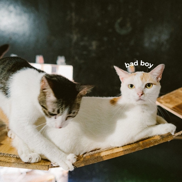 Vở chấm dot 120 trang Crabit x SGT - The Furry Friends - Bad boy - Xanh lá