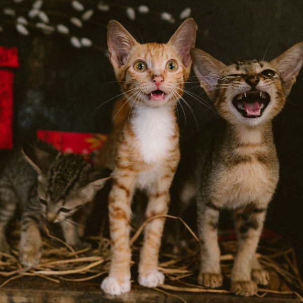 Sổ tay bỏ túi Grid The Furry Friends Crabit x SGT - Tam ca