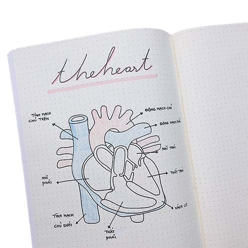 Vở kẻ dot - Xanh biển sọc vàng