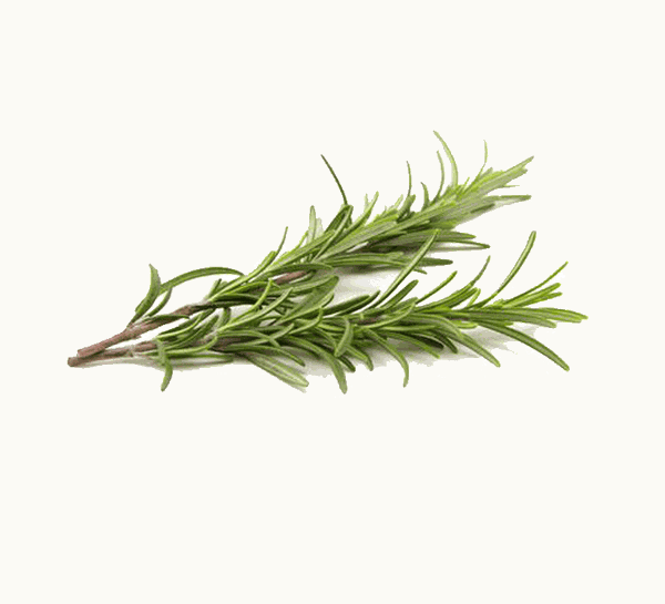 Da Lat Rosemary 100g Pack