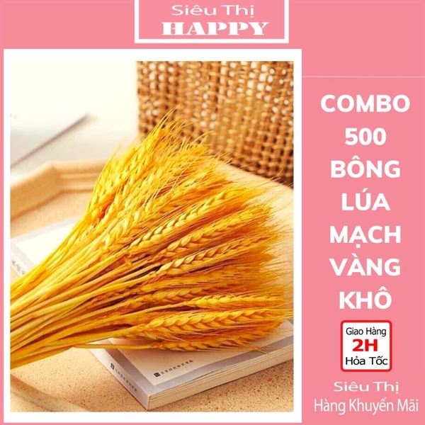 Combo 500 Bông Lúa Mạch Vàng Khô - NC&ĐS