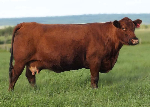 cung cấp bò angus ở miền bắc