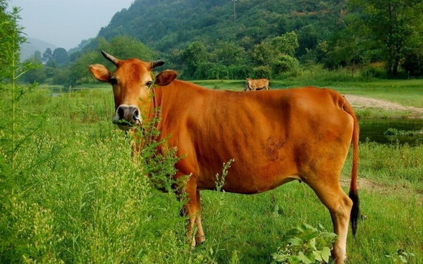Understanding the Purpose of Breeding