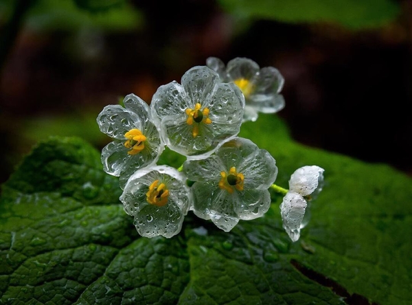 Diệp Hà Sơn, loài hoa trong suốt tựa thủy tinh của nước Nhật