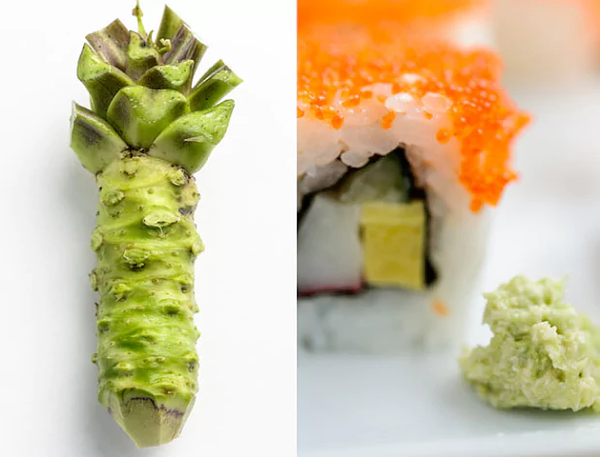 Phân Biệt Mù Tạt Và Wasabi?