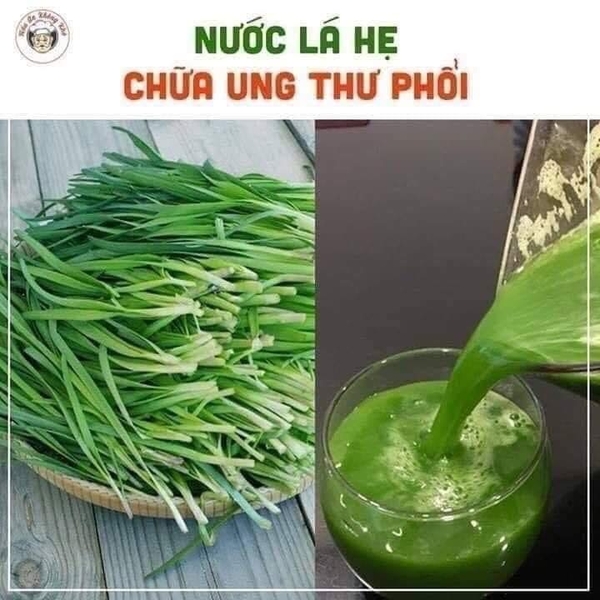 [Mẹo hay] - NƯỚC LÁ HẸ CHỮA UNG THƯ PHỔI