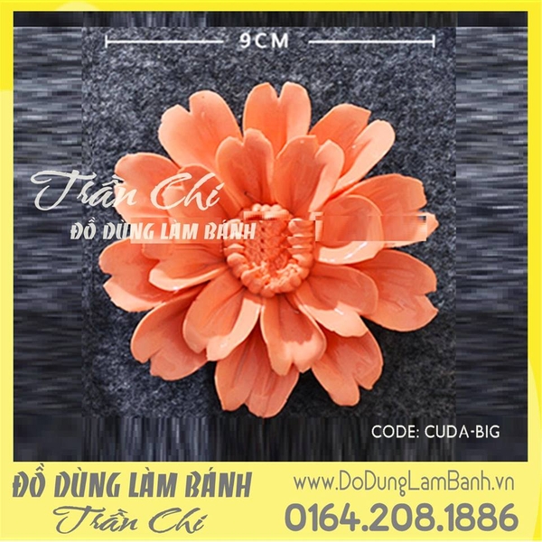 Cúc đất