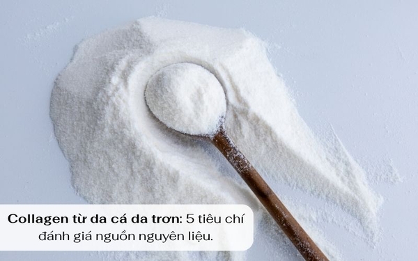 COLLAGEN TỪ DA CÁ DA TRƠN: 5 TIÊU CHÍ ĐÁNH GIÁ NGUỒN NGUYÊN LIỆU