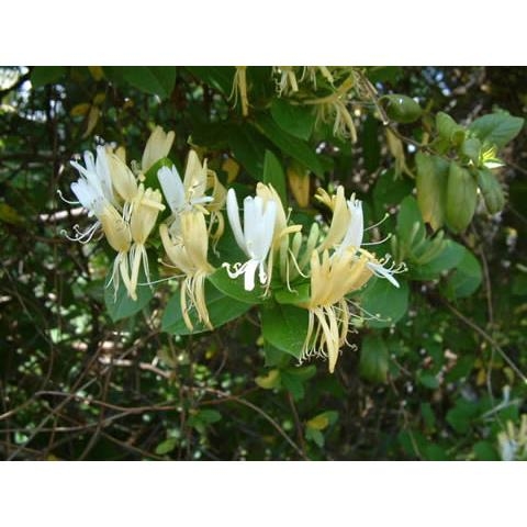 Kết quả hình ảnh cho Kim ngân hoa"