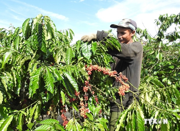 cà phê hữu cơ