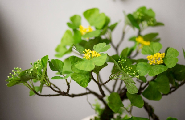 cây ngân hạnh xanh