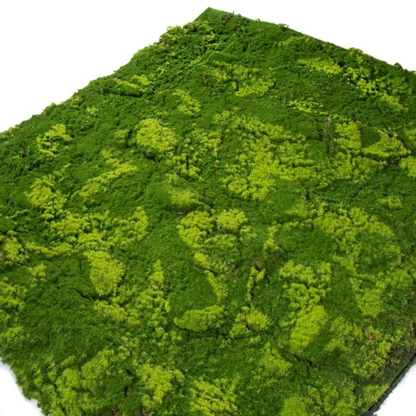thảm rêu xanh tự nhiên