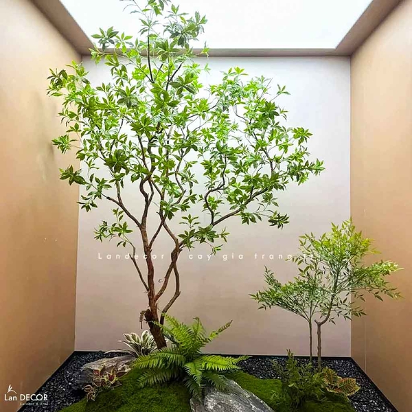 Đầu tư vài trăm triệu cho tiểu cảnh nhưng lại ‘kém sang’ chỉ vì chọn sai cây