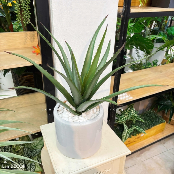 cây yucca giả trang trí 