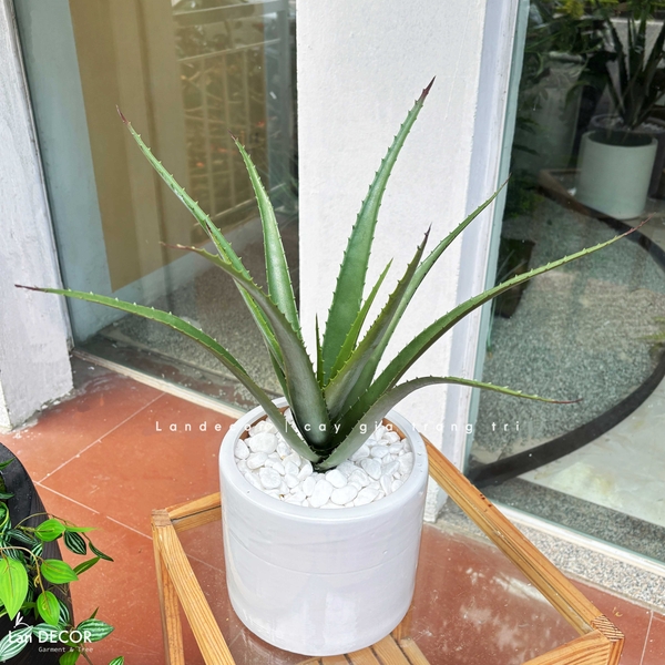 cây yucca để bàn 