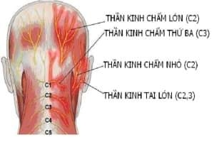 van-de-ve-cot-song-co-lien-quan-den-benh-huyet-ap-tim-dap-nhanh-khong