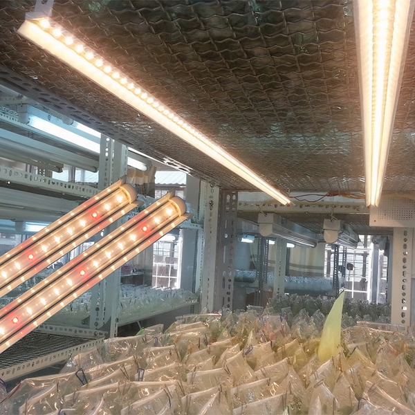 Đèn LED NCM 16W 120/WR