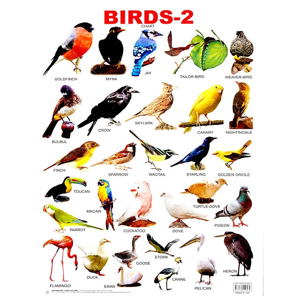 Birds-2