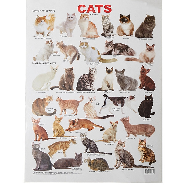 Cat Chart