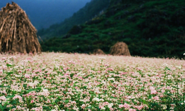 Hà Giang mùa hoa tam giác mạch tím hồng một góc trời