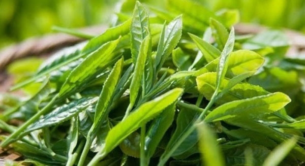 trà tân cương