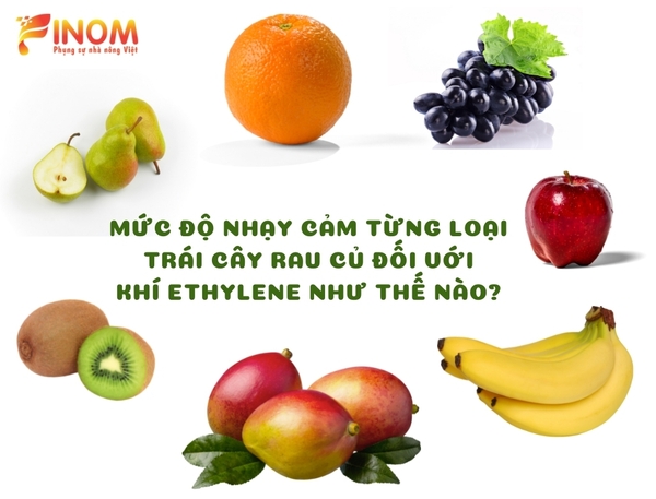 MỨC ĐỘ NHẠY CẢM TỪNG LOẠI TRÁI CÂY VÀ RAU CỦ QUẢ ĐỐI VỚI KHÍ ETHYLENE