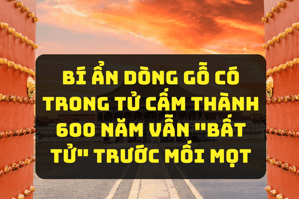 Bí ẩn dòng gỗ có trong Tử Cấm Thành 600 năm vẫn 