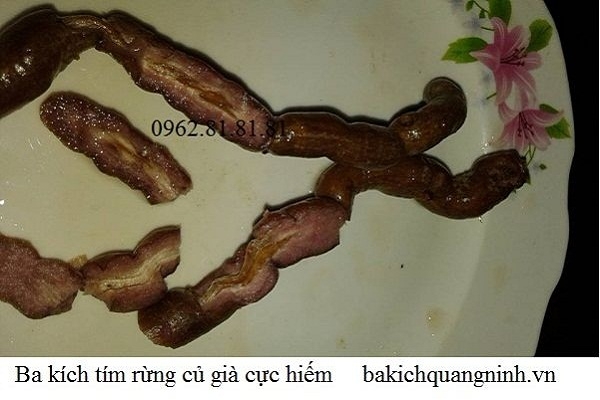 Củ Ba Kích Tím Rừng Quảng Ninh Cực Hiếm bakichquangninh