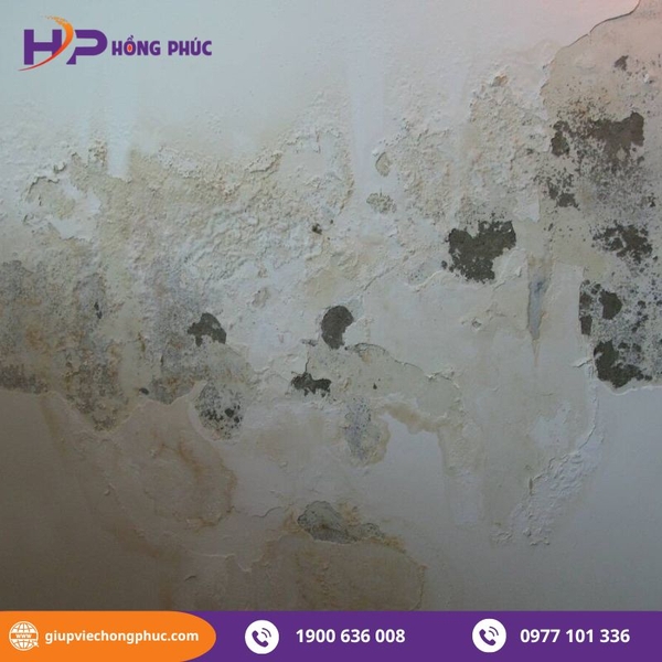 Tips xử lý tường ẩm mốc đơn giản nhất