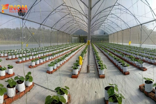 Greenhouse Project for Rock Melon in Tien Giang