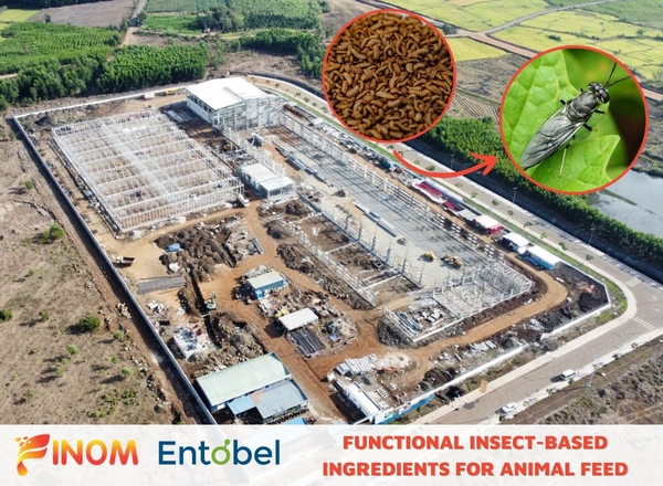 Entobel - Functional insect-based ingredients for animal feed