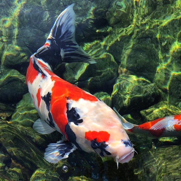 Cá Koi Nhật Bản kiến thức từ A đến Z | Kano Koi Farm Cá Koi Nhật Bản Kiến Thức Từ A Đến Z | Kano Koi Farm