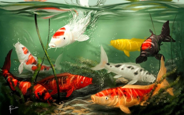 6 Sự Thật Bất Ngờ Về Cá Koi – Quốc Ngư Của Nhật Bản | Kano Koi Farm