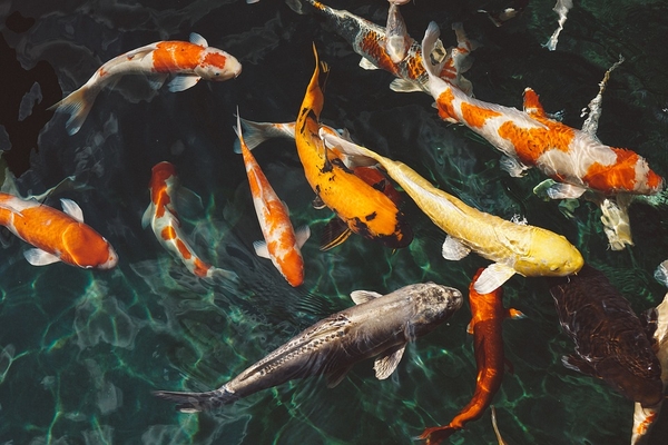 Cá Koi có ăn được không? | Kano Koi Farm