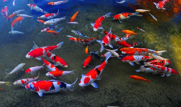 Cá Koi có ăn được không? | Kano Koi Farm